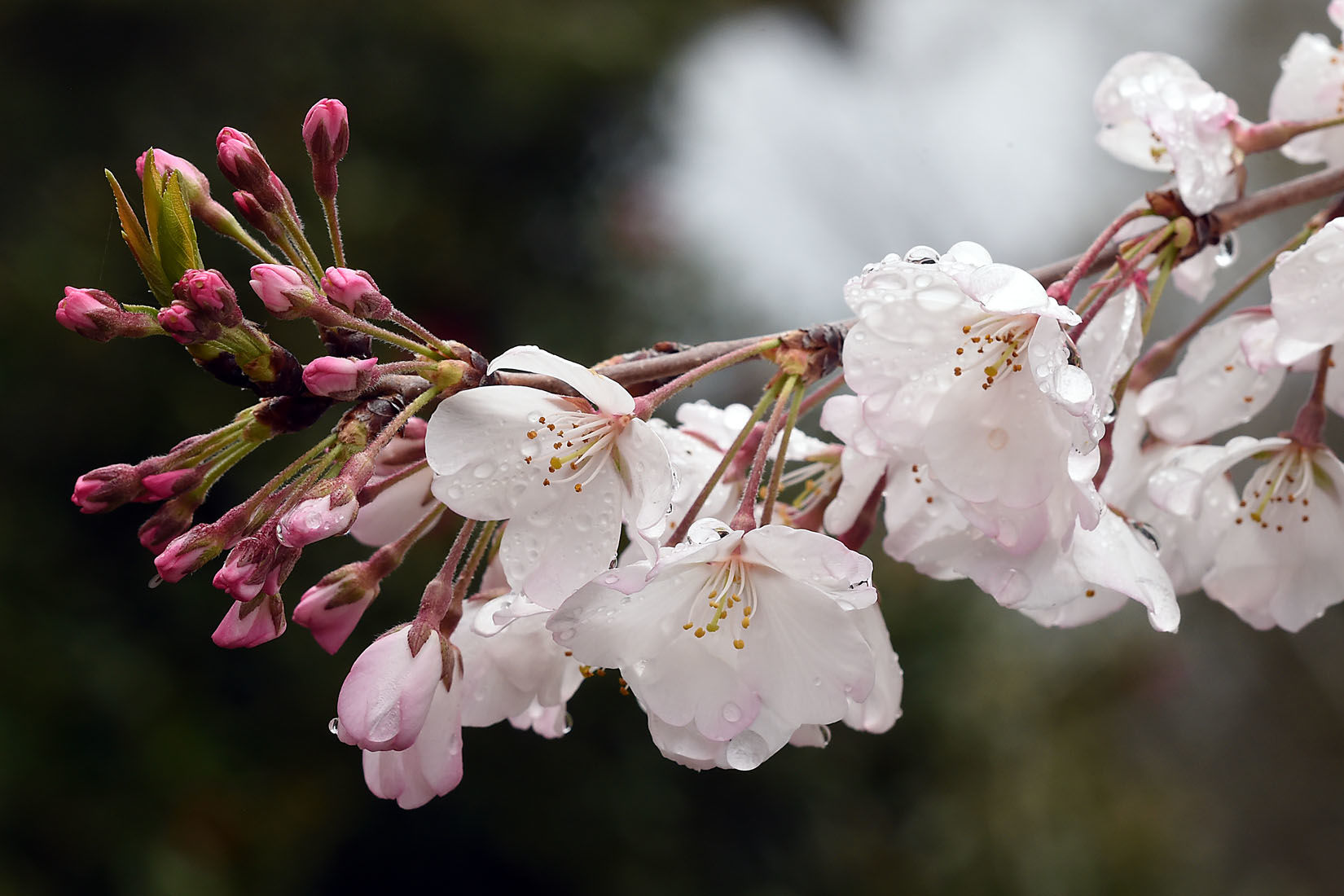 First Day of Spring